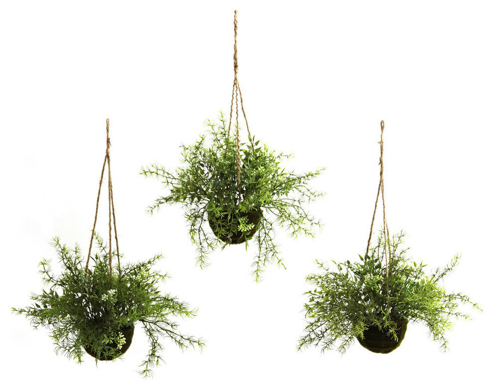Ruscus, Sedum and Springeri Hanging Basket, Set of 3