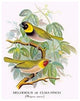 Melodious or Cuba Finch - Canvas Poster 20" x 30"