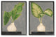 Large Palm Leaf Potted Plants Interior Still Life,11 x 14