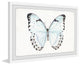 "Translucent Blue Wings" Framed Painting Print, 24"x16"