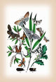 Moths: Cerura Vinula, C. Erminea, Et Al- Gallery Wrapped Canvas Art 28" x 42"