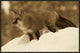 Red Fox Standing At The Top Of A Snow Bank, Montana, Sepia, 30"x20"