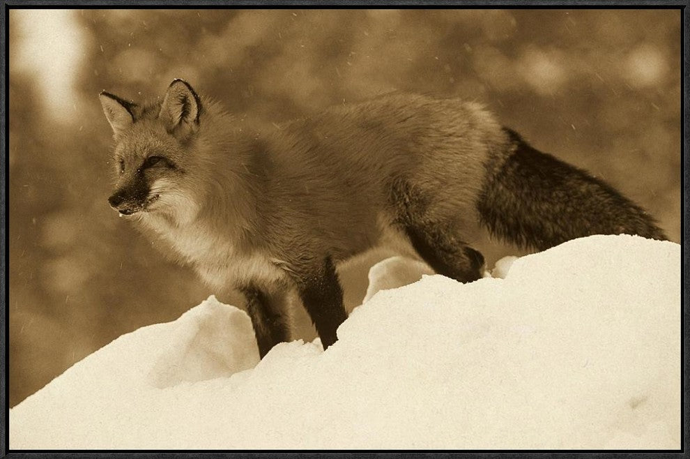 Red Fox Standing At The Top Of A Snow Bank, Montana, Sepia, 30"x20"