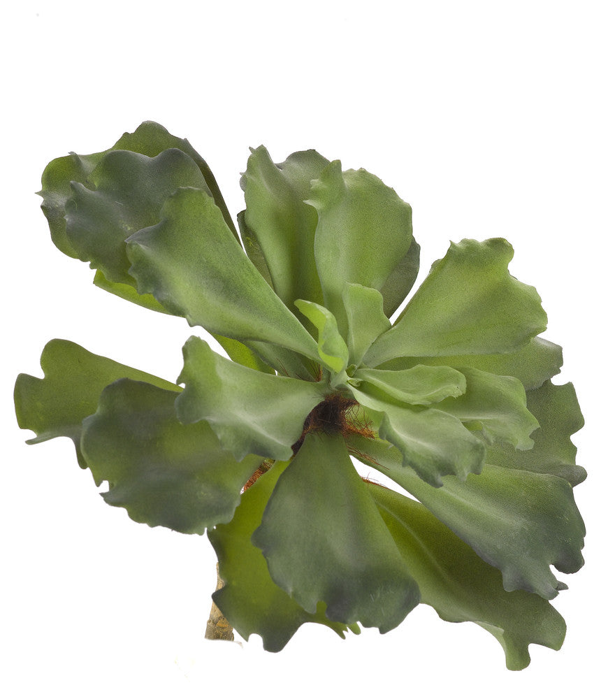 Large Green Ruffled Echeveria, Set of 3