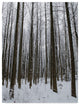 "Winter Tall Trees" by Thom Sivo, Canvas Art, 47"x35"