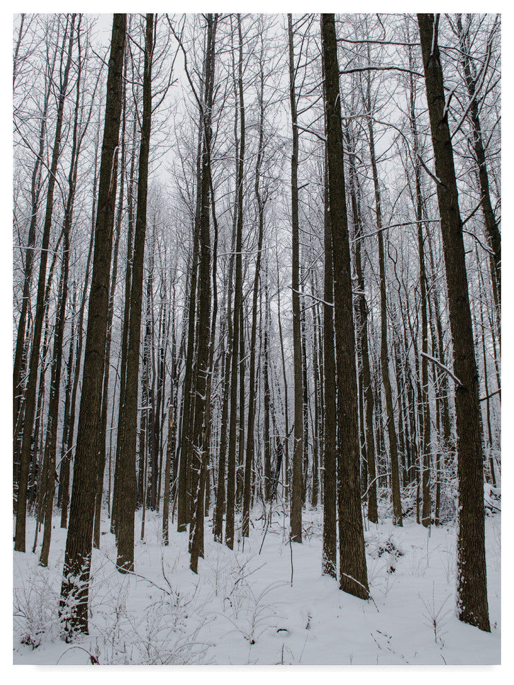 "Winter Tall Trees" by Thom Sivo, Canvas Art, 47"x35"