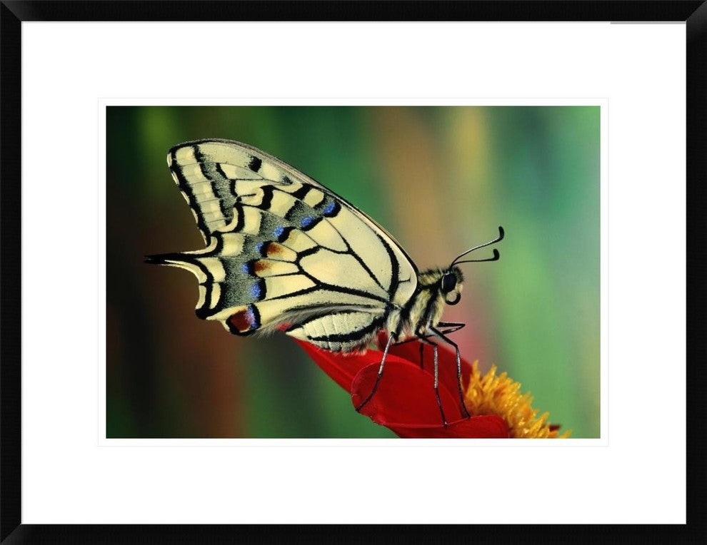 "Oldworld Swallowtail side view, Europe" Framed Print by Jef Meul, 26"x20"