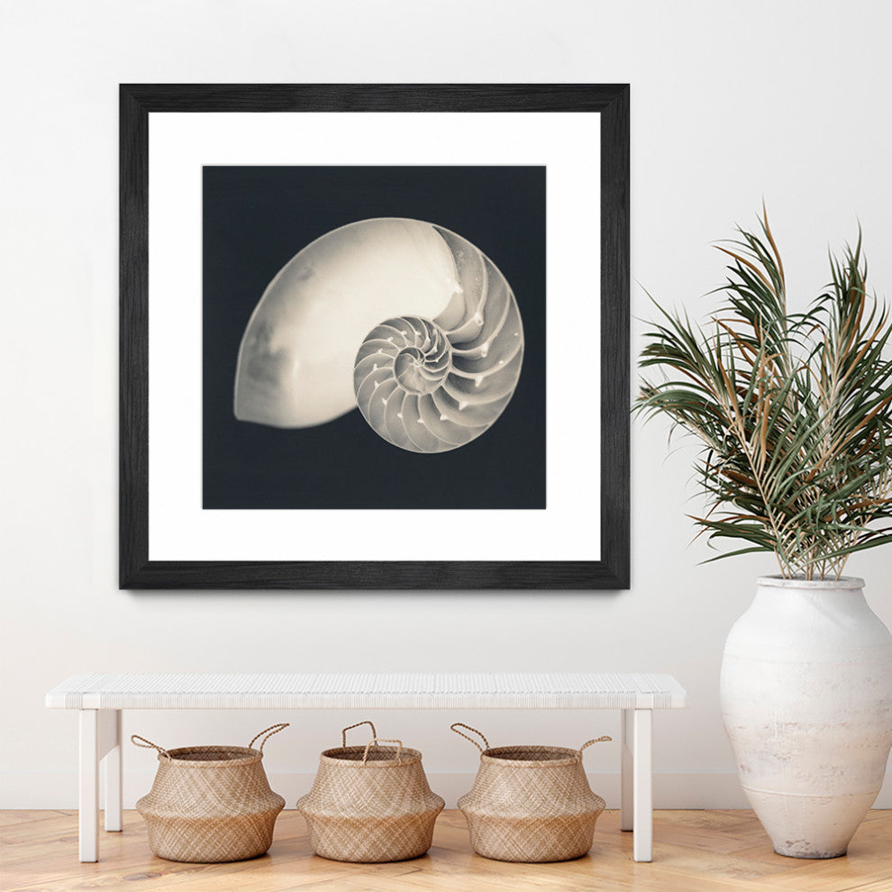 "Shell I" Matted and Framed, 36"x36"