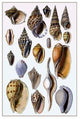 Shells: Trachelipoda #6- Canvas Poster 20" x 30"