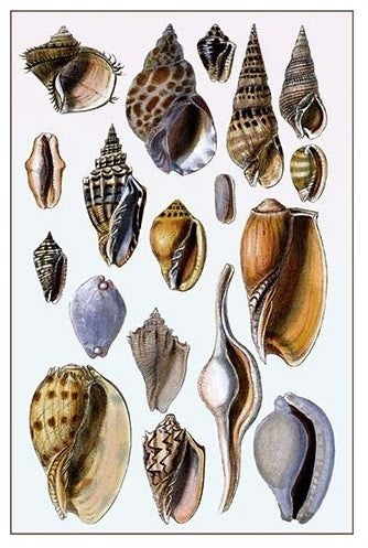 Shells: Trachelipoda #6- Canvas Poster 20" x 30"