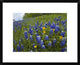 Bluebonnet and Texas Yellowstar Meadow, Cedar Hill State Park, Texas, 22"x18"