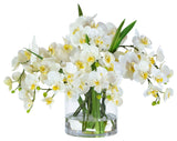 Orchid Phalaenopsis in Glass, 13", White