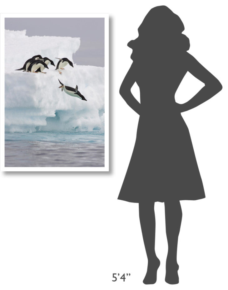 "Adelie Penguin diving off iceberg, Paulet Island" Paper Art, 26"x38"