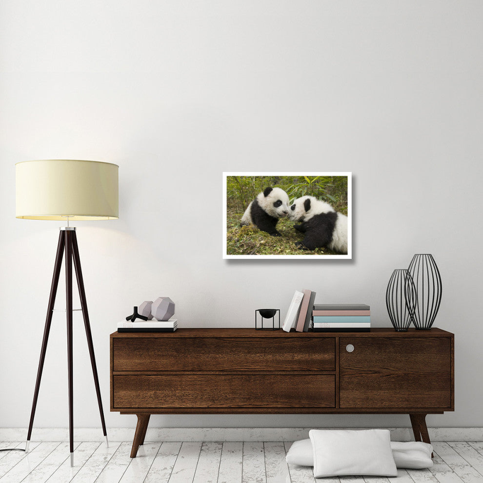 "Giant Panda two cubs touching noses, Wolong Nature Reserve" Paper Art, 32"x22"
