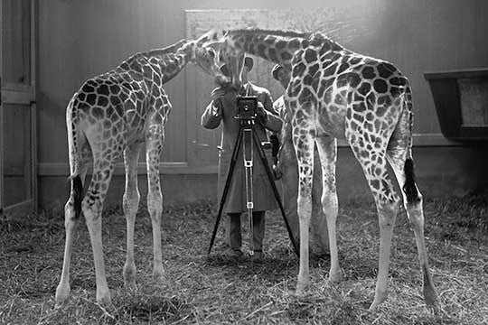 Giraffes Marvel at the Camera - Gallery Wrapped Canvas Art 28" x 42"