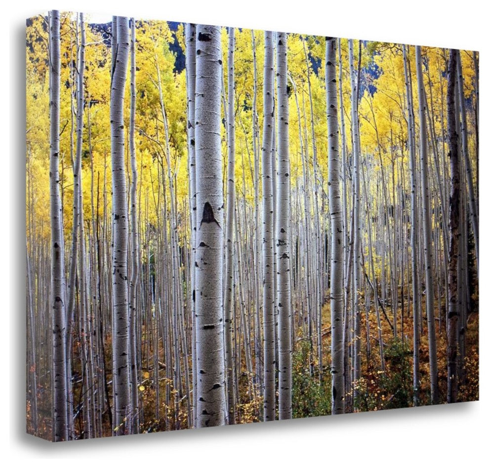 "Birch Woods" By Photoinc Studio, Giclee Print on Gallery Wrap Canvas