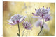 "Astrantia Major" Stretched Canvas Giclee by Mandy Disher, 30"x20"