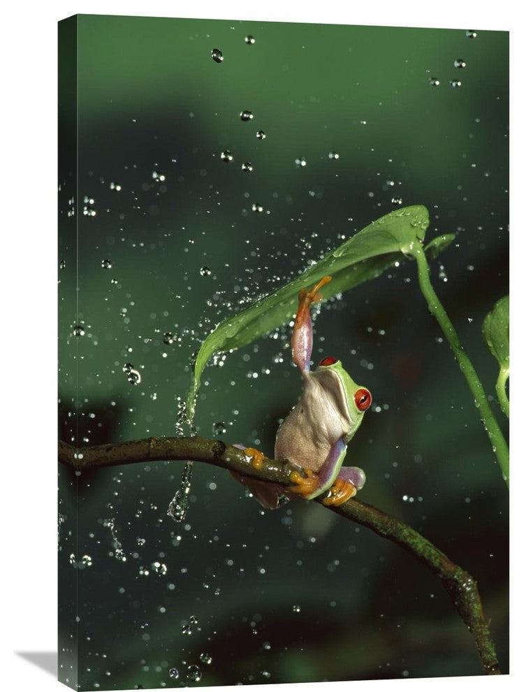 "Red-Eyed Tree Frog In Rain, Native To Central And South America" Artwork
