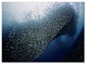 Henry Jager 'Sardines Tornado' Canvas Art, 32x24