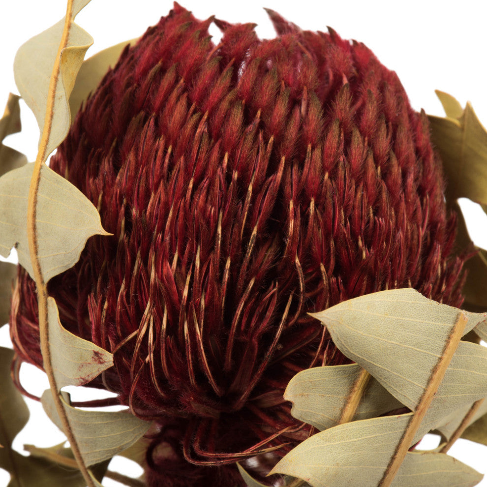 Vickerman 12" Natural Baxteri, Banksia Flower With Stem, Dried