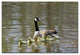 ''Ducks'' Canvas Art by Kurt Shaffer