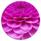 Abstract Purple Flower And Petals, Floral Disc Metal Wall Art, 36"
