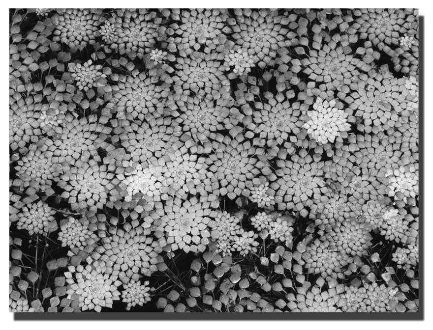 ''Pattern on a Pond II'' Canvas Art by Kurt Shaffer