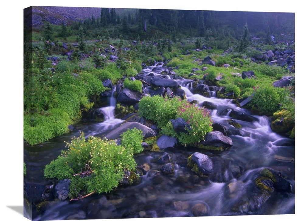 "Paradise River Wildflowers, Mount Rainier National Park, Washington" Artwork