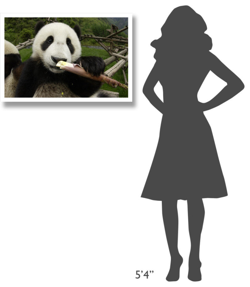 "Young Panda learning to eat bamboo, Wolong Nature Reserve" Paper Art, 32"x22"