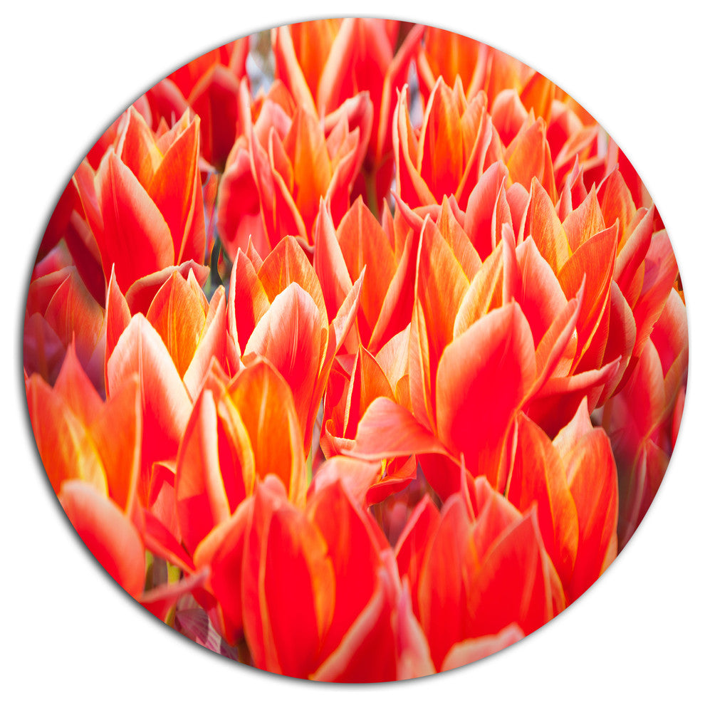 Tulip Flowers In The Keukenhof Park, Floral Disc Metal Wall Art, 36"