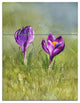 "Crocus Couple" Glossy Metal Wall Art, 3 Panels, 28"x36"