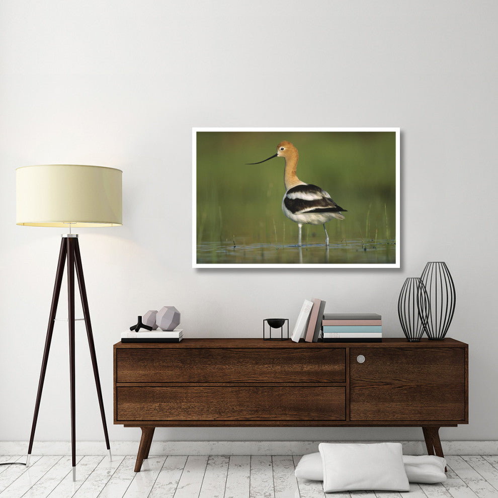 "American Avocet in breeding plumage wading, North America" Paper Art, 50"x34"