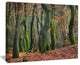 "Autumn Forest in the Netherlands" Landscape Canvas Photo Print, 20"x12"