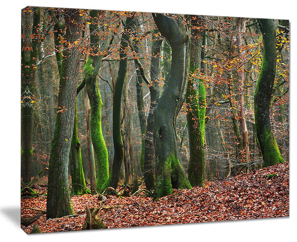 "Autumn Forest in the Netherlands" Landscape Canvas Photo Print, 20"x12"