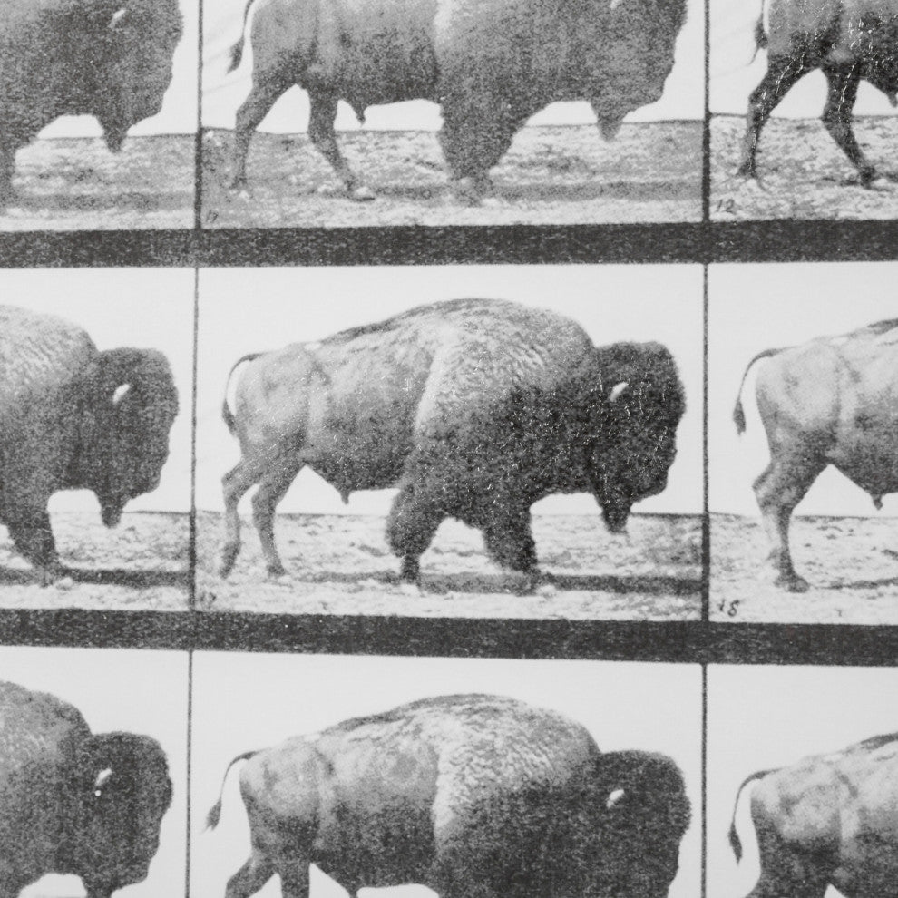 Buffalo Walking Photographic Negative