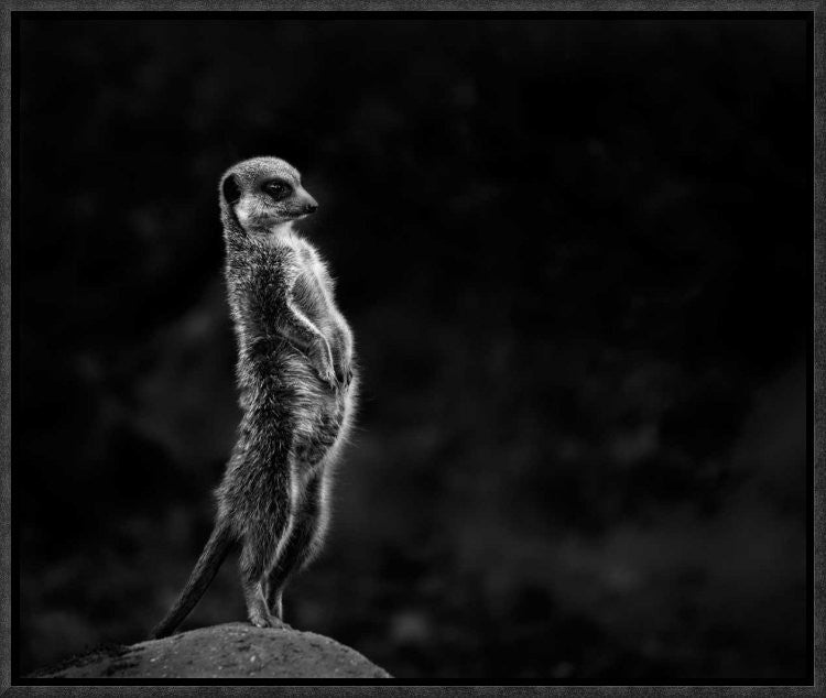 "The Meerkat" Framed Canvas Giclee by Greetje Van Son, 17x14"