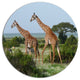 Two Giraffes In African Savannah, African Round Wall Art, 23"