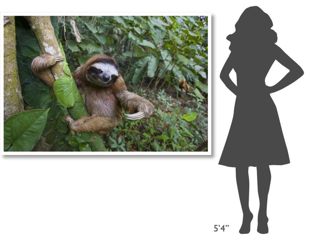 "Brown-throated 3-toed Sloth male, Aviarios Sloth Sanctuary" Paper Art, 62"x42"