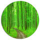 Pathway In Bright Green Forest, Forest Disc Metal Wall Art, 23"