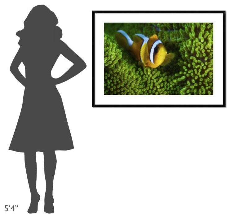 "Yellow Clownfish On Green Anemon"  by Barathieu Gabriel, 44x32"