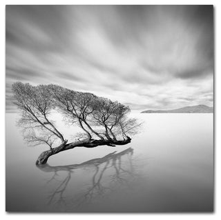 'Water Tree VII' Canvas Art by Moises Levy