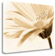 "Daisy" By Photoinc Studio, Giclee Print on Gallery Wrap Canvas, Ready to Hang