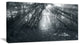 "Sun Rays Through Gray Trees" Landscape Canvas Photo Print, 40"x20"