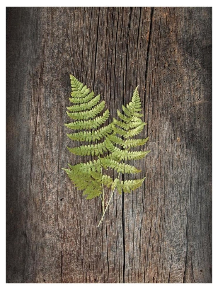 "Woodland Fern II" Digital Paper Print by Sue Schlabach, 32"x42"