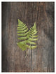 "Woodland Fern II" Digital Paper Print by Sue Schlabach, 32"x42"