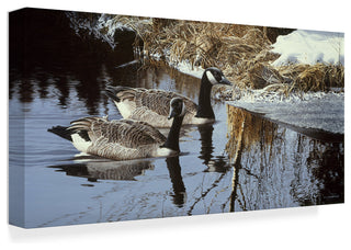 Ron Parker 'Spring Arrivals Canada Geese' Canvas Art, 24"x12"