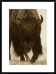 "American Bison portrait in snow, North America"  by Tim Fitzharris, 24x32"