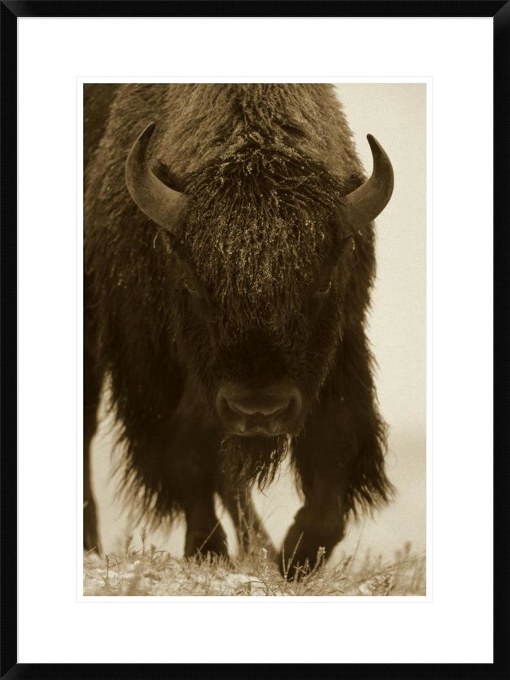 "American Bison portrait in snow, North America"  by Tim Fitzharris, 24x32"