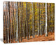Bright Day in Thick Forest, Modern Forest Canvas Art, 20"x12"