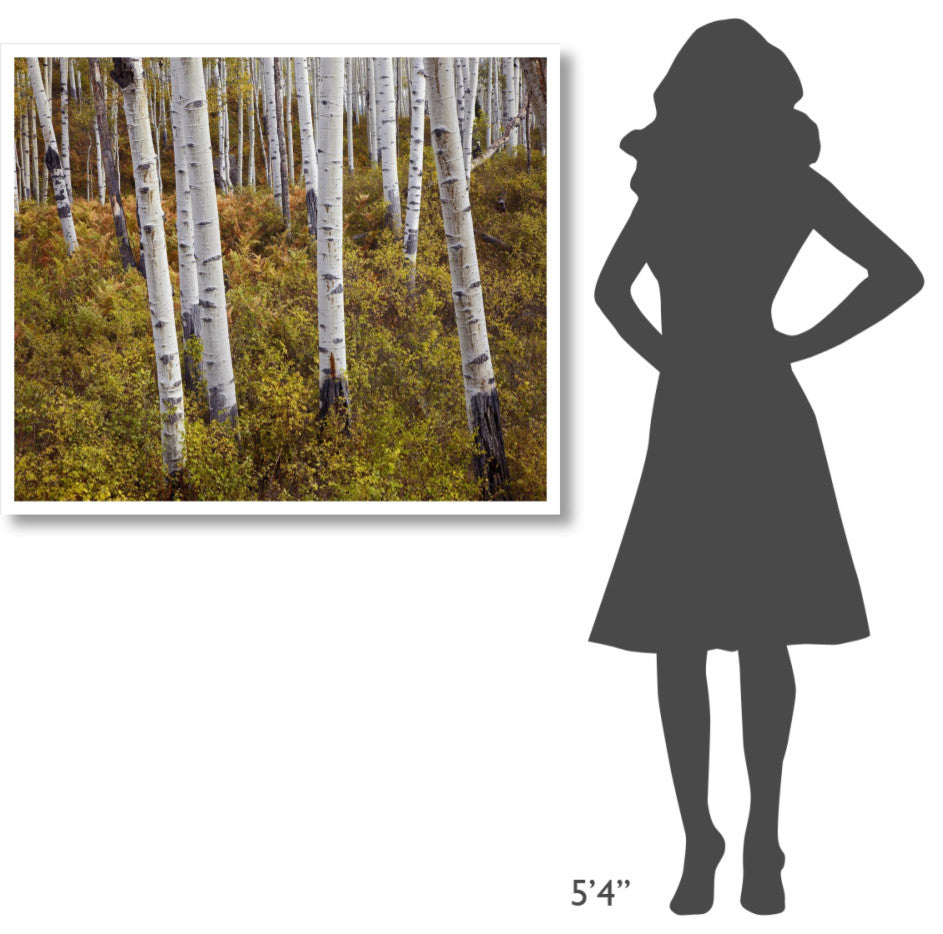 "Quaking Aspen trees in autumn" Digital Paper Print by Tim Fitzharris, 42"x35"